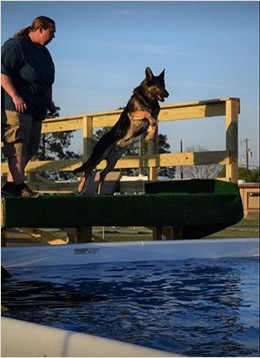 dock diving